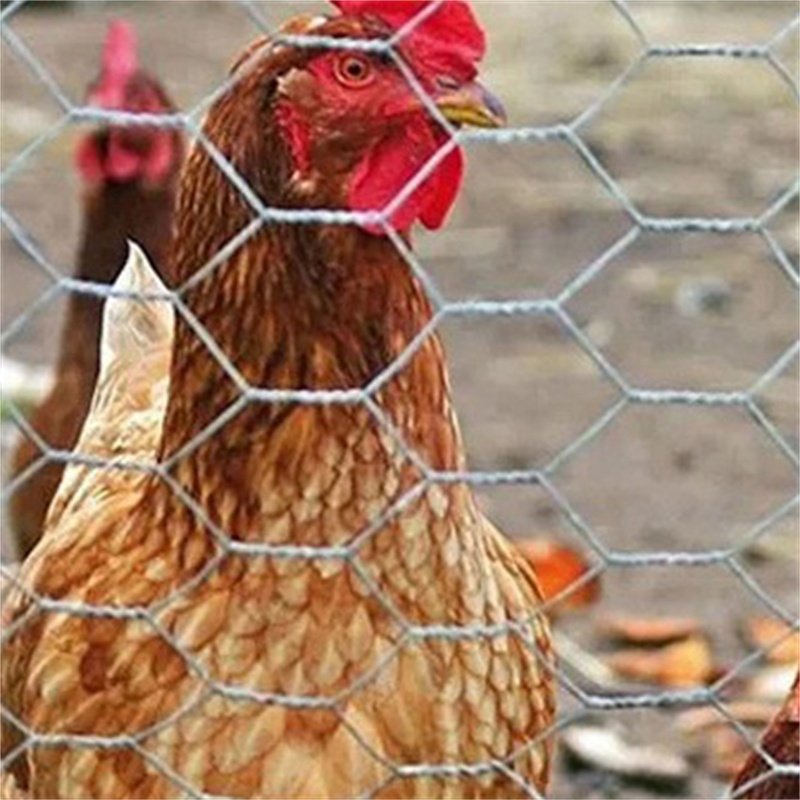 3ft 4ft 5ft 6ft Chicken Wire Galvanized PVC Coated Hexagonal Wire Mesh For Poultry Fence