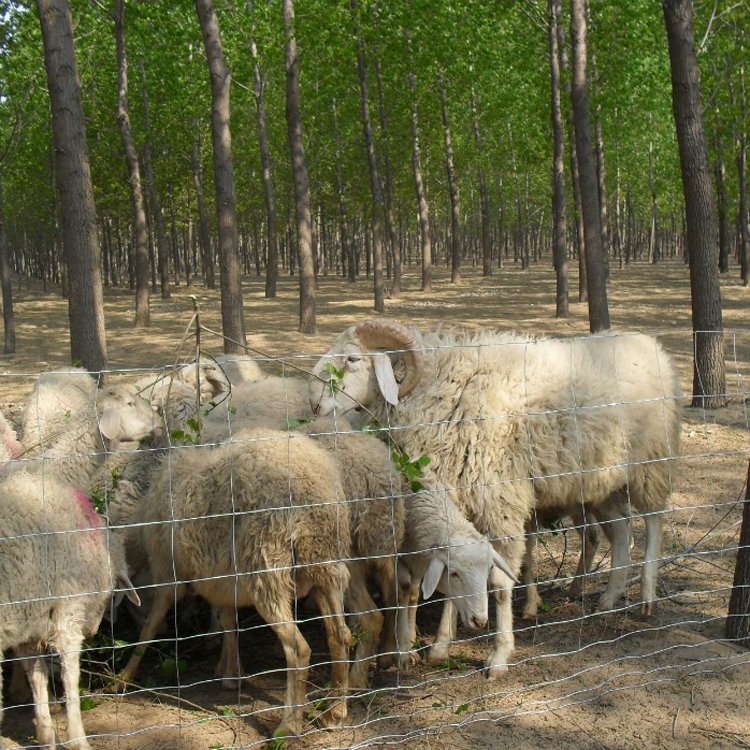 Galvanized fixed knot fence grassland fence hog wire farm wire sheep fence