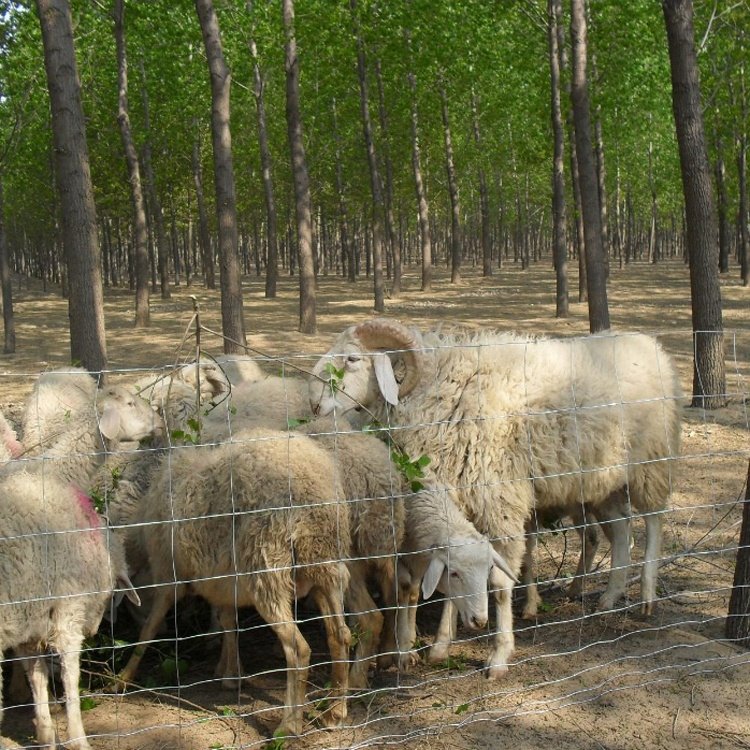 Woven cow wire fence galvanized hinge joint fixed knot portable goat field fence galvanized 8ft 6Ft field fence