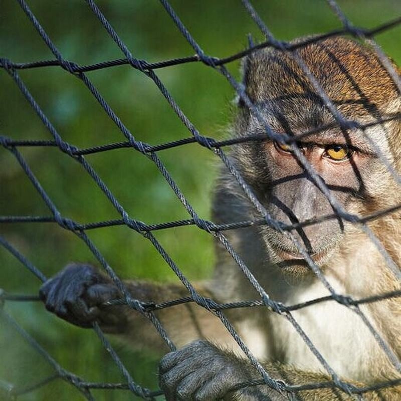zoo cable mesh fence /Stainless Steel Wire Rope Mesh/ Ferrule Type Rope Mesh