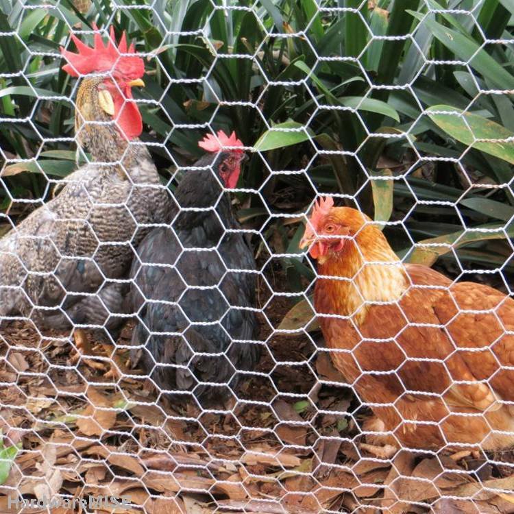 6ft height 45m length hexagonal animal garden fence galvanized chicken wire mesh how much