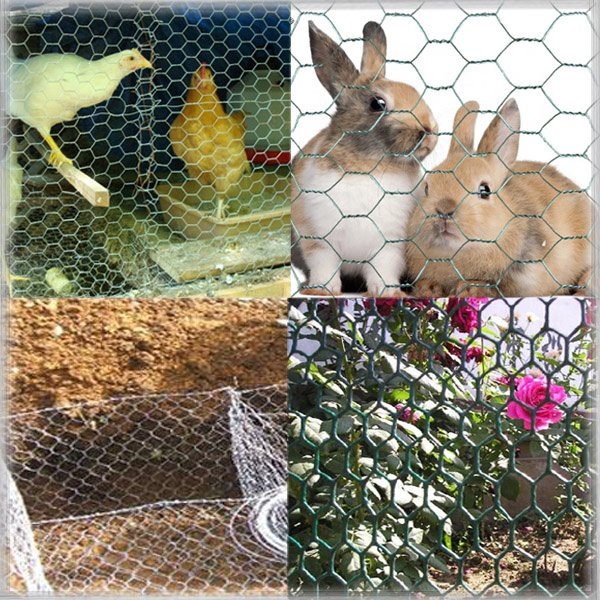 Wholesale High Quality PVC Coated Chicken Wire Mesh Galvanized Steel Fence Mesh 1.5mm 2mm Diameter Iron Wire 8mm 20mm Aperture