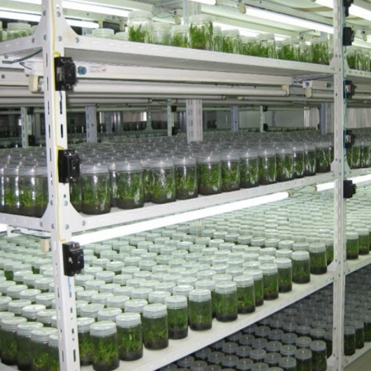 Wholesale transparent tissue culture plant glass bottles with plastic caps for strain tissue culture Cordyceps reagent bottles