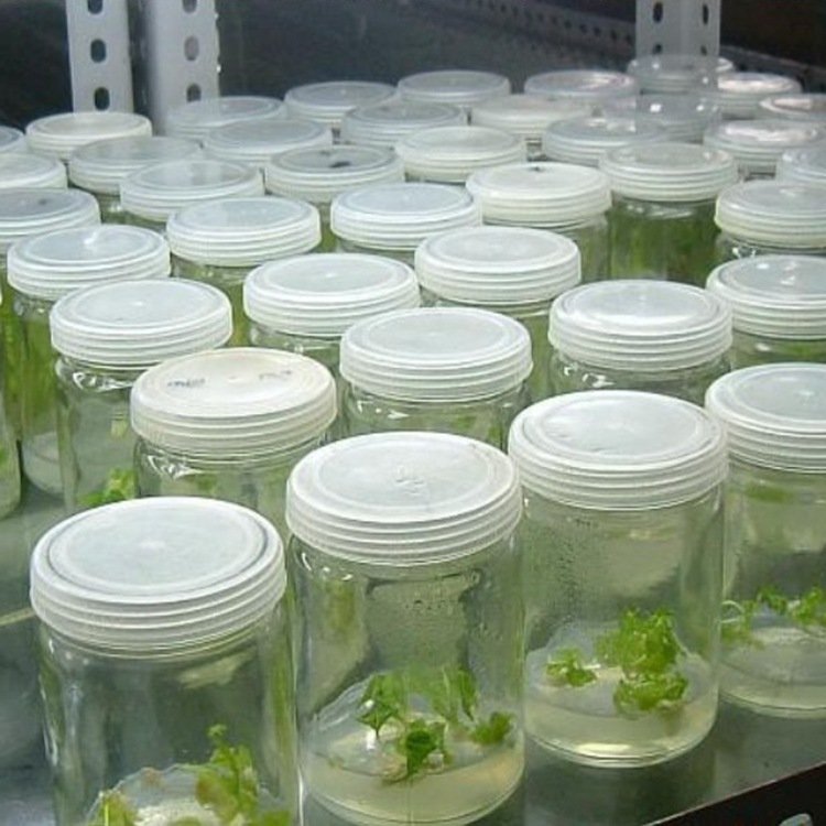 WHOLESALE Clear Tissue Culture Plant Glass Bottle with Plastic Cap