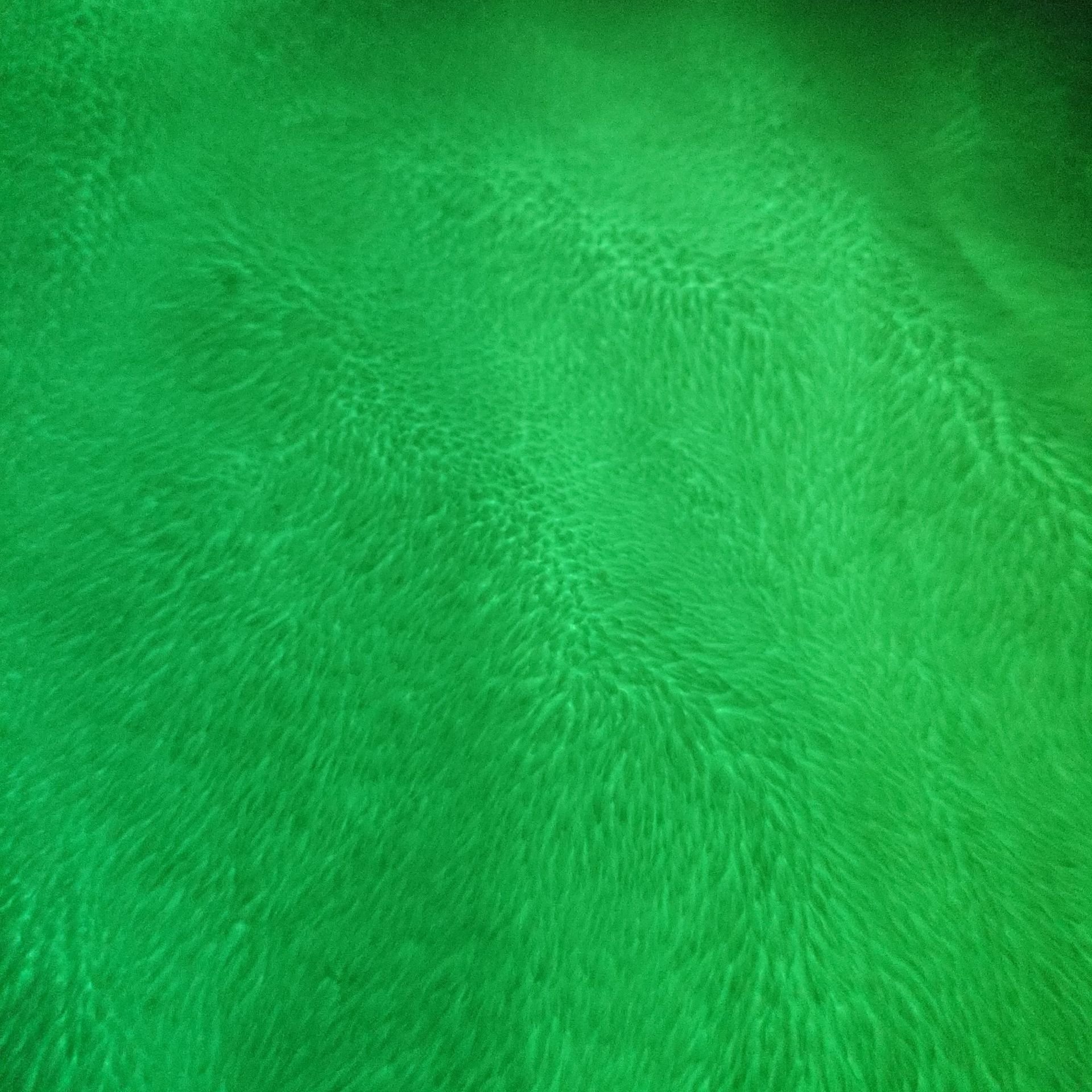Green Fluorescent High Bright Glow In The Dark Luminous 100% Polyester Plush Fleece Fabric Pearl Velvet Fabric For Toy