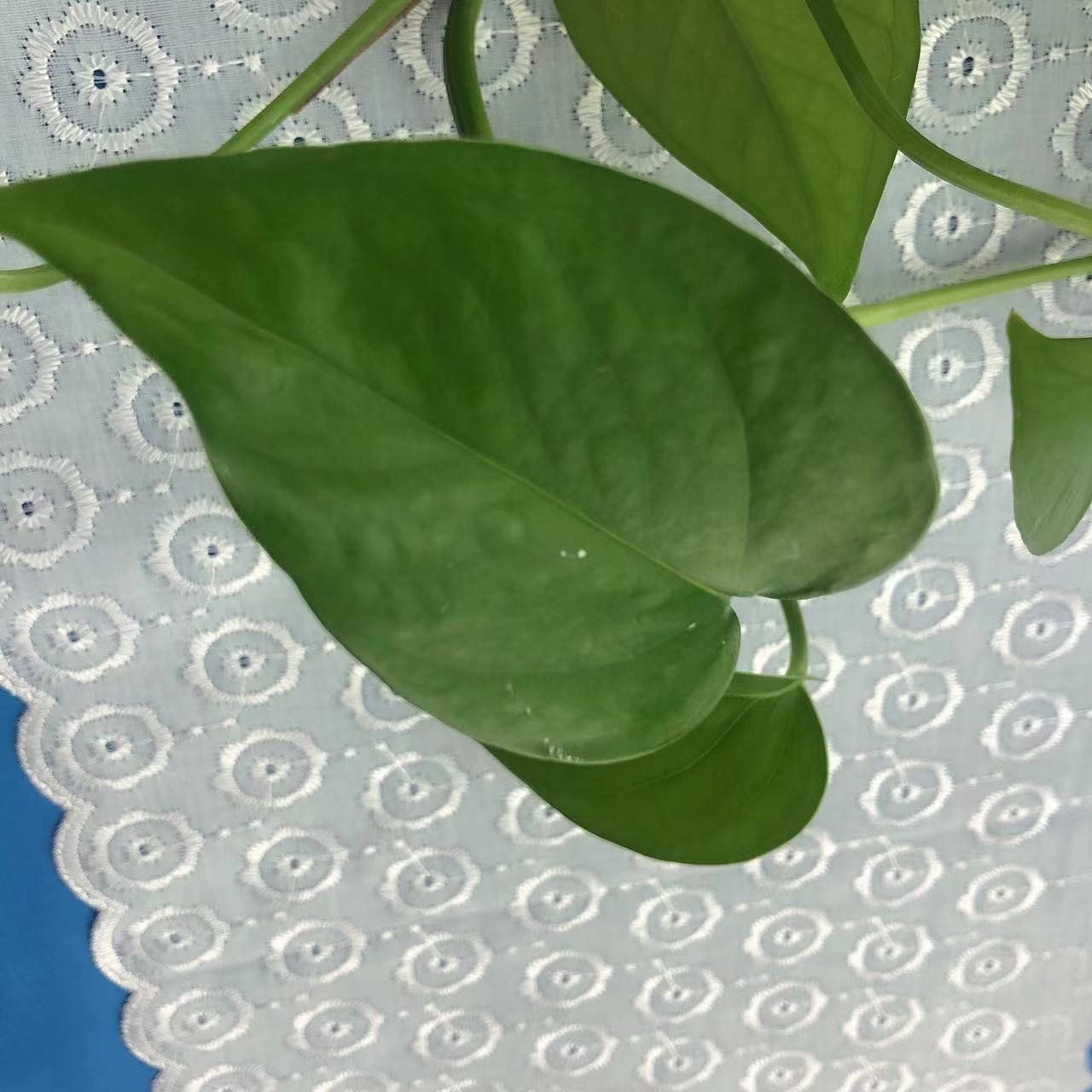 2024 Swiss Cotton Lace embroidery fabric for making dress