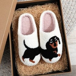 dachshund