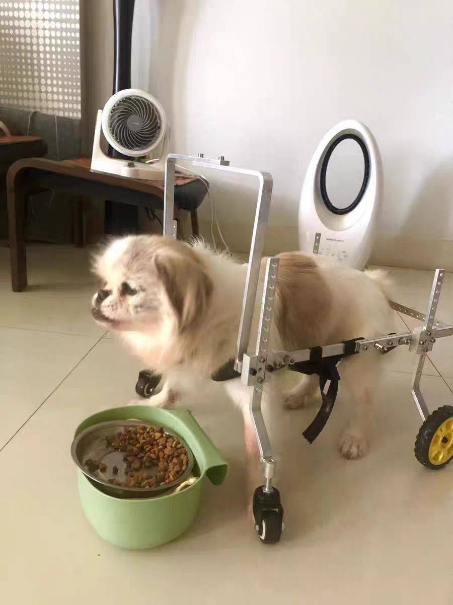 Disabled dog wheelchair Pets to help the vehicle elderly dog forelimb back limbs and hind limbs auxiliary four -wheel hind leg cat help