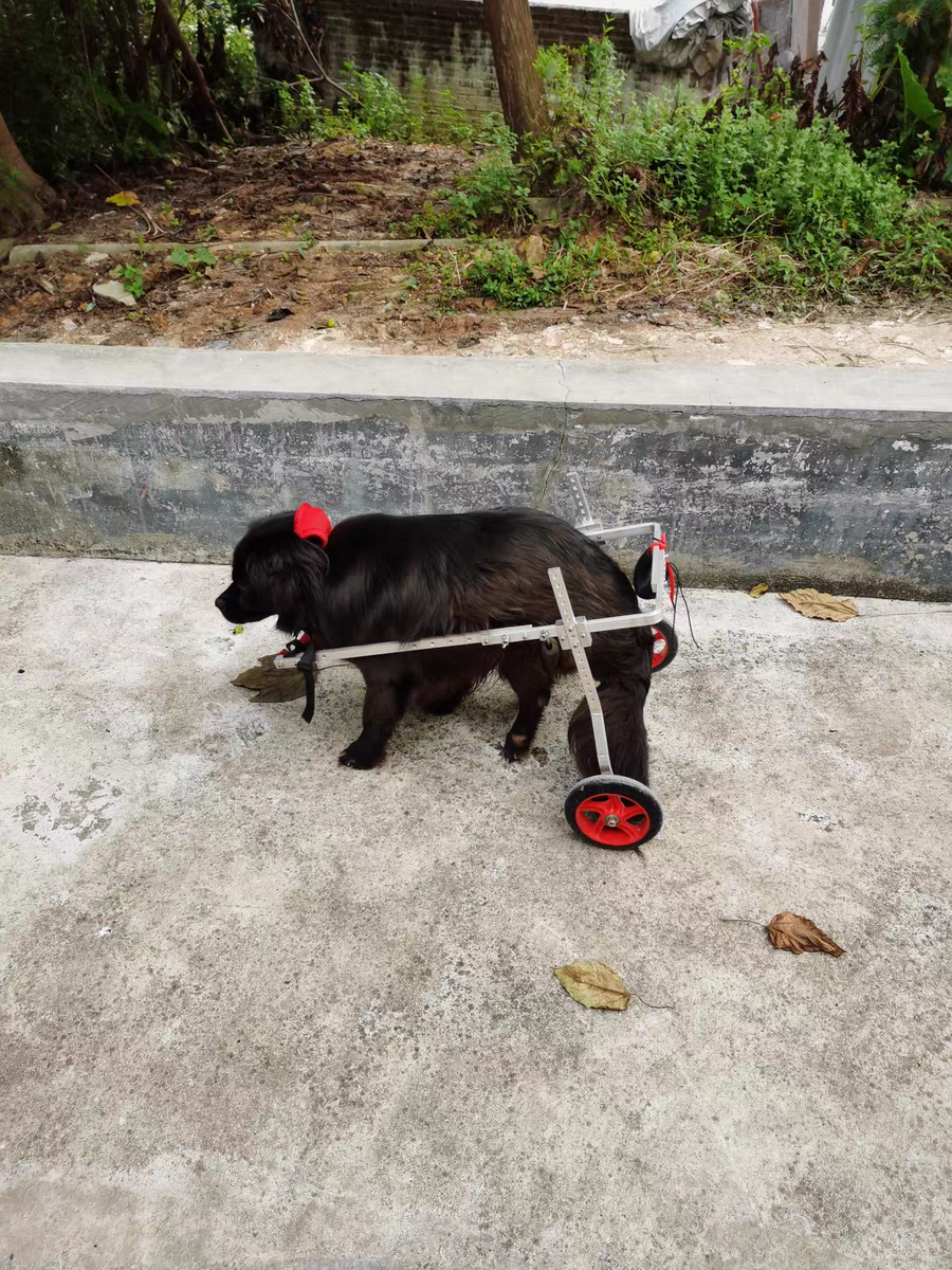 Disabled dog wheelchair Pets to help the vehicle elderly dog forelimb back limbs and hind limbs auxiliary four -wheel hind leg cat help