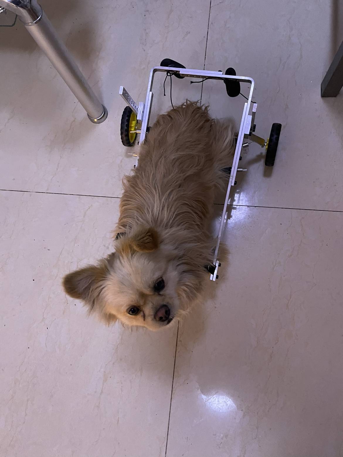 Disabled dog wheelchair Pets to help the vehicle elderly dog forelimb back limbs and hind limbs auxiliary four -wheel hind leg cat help