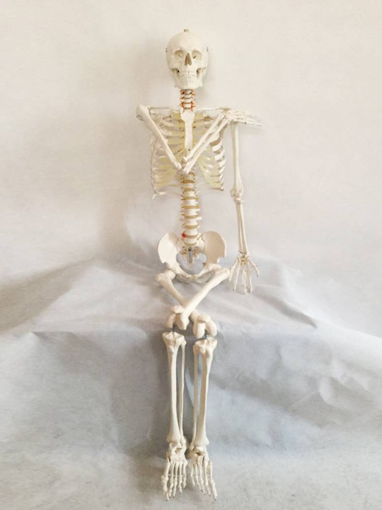 45 85 170cm Human skeletal model Medicine Art Yoga Teaching Little White Skull Sky Spine Skeleton