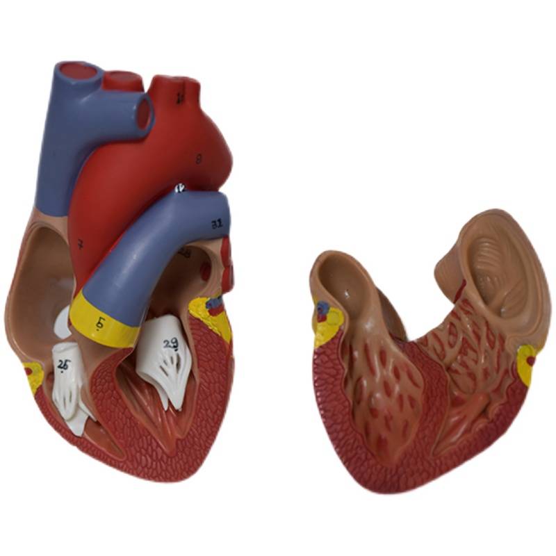 Human heart model disassembly anatomy transparent blood kidney circulating vascular material biological soft silicone small bracket