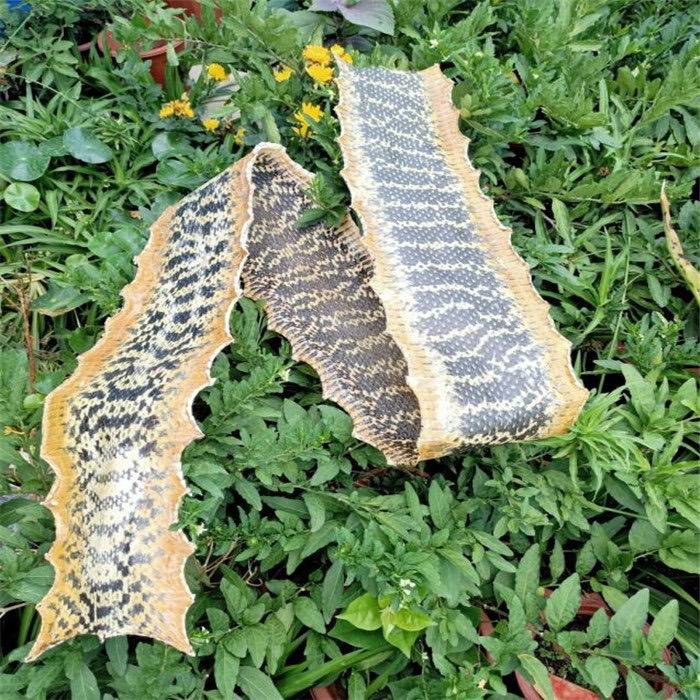 Erbi Snake Speculatory Pine cauliflower Flower Snake King Snake Specification Erhu Skin Musical Musical Musical Musical Musical Musical Musical Musical Musical Musical Musical Music Maintenance