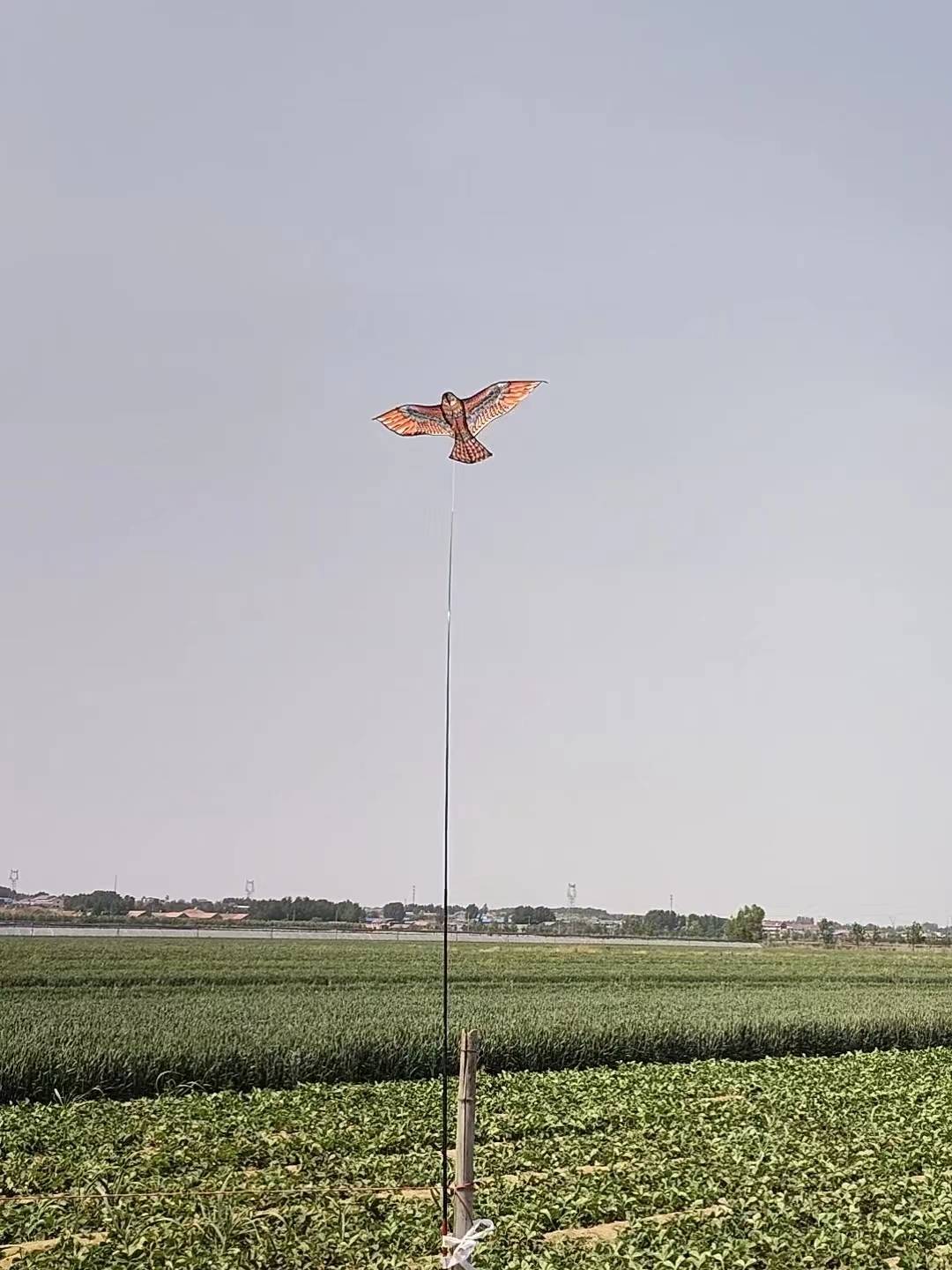 Agricultural Scarlet Bird Eagle Kite Anti -Wind Rainproof Lauret Farm Farmland Vegetable Orchard Driven Bird Children's Kite