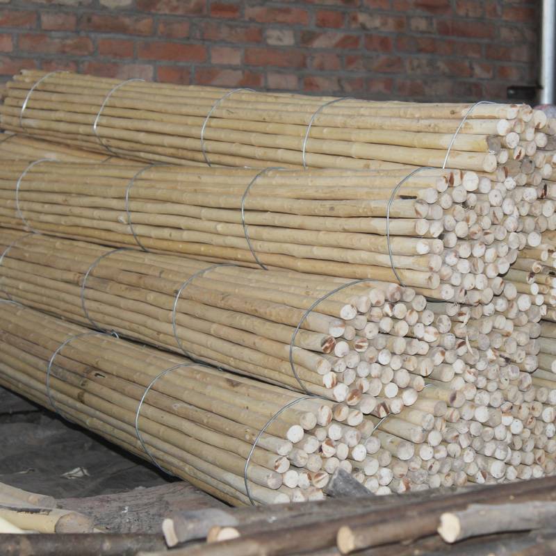 Fifty bundles of stick sticks are not processed without processing