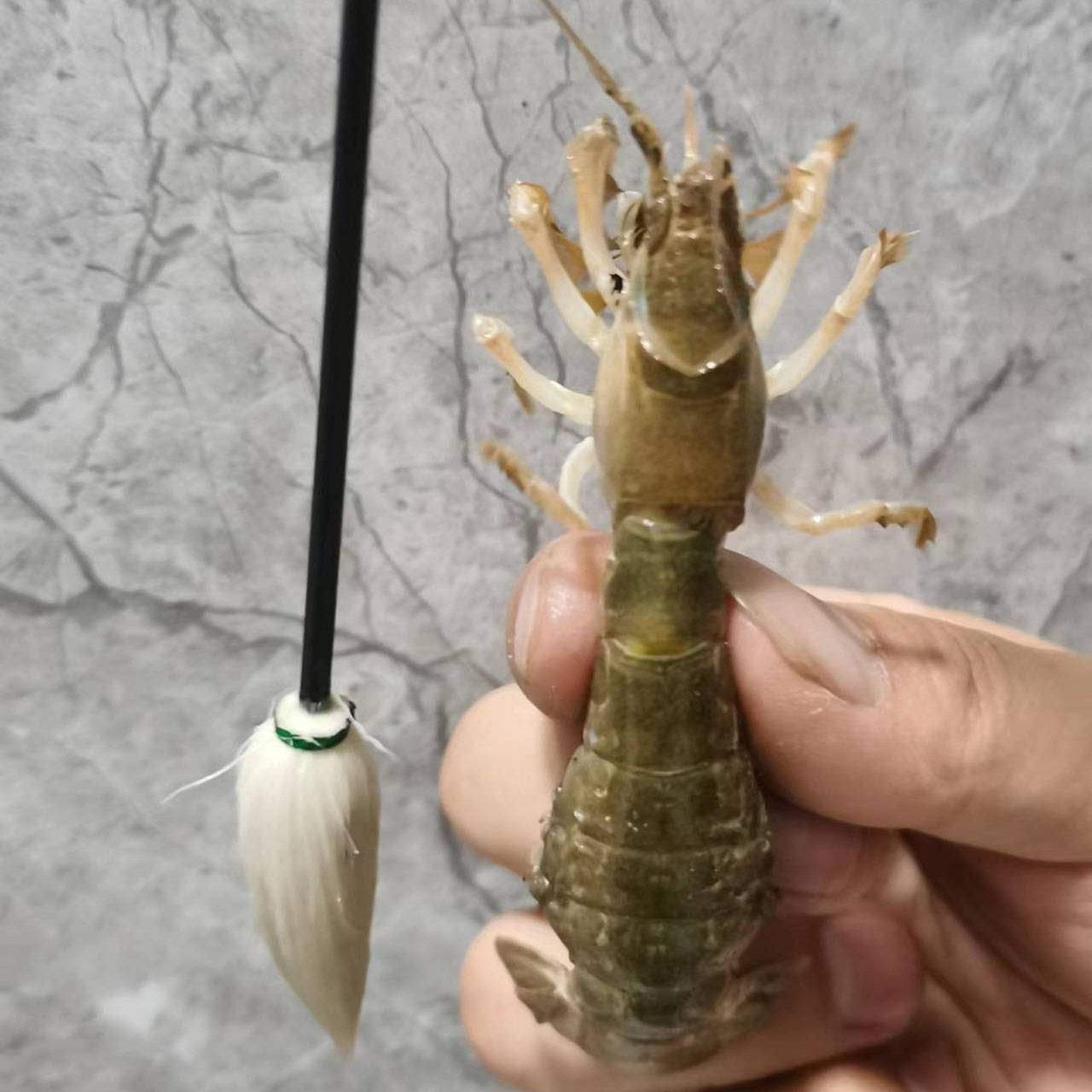 Shrimp crayfish crayfish crayfish crayfish crayfish crayfish crayfish crayfish crayon crayfish crayfish