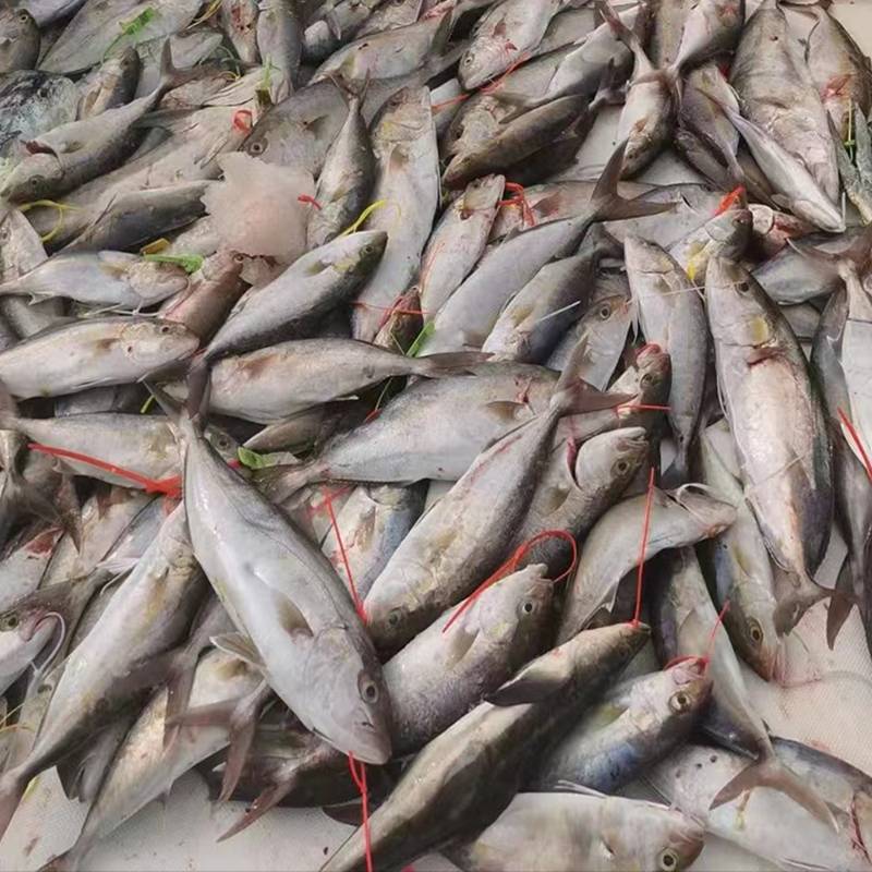 National standard strong color plastic nylon tabbing tuna chapter red records of fishing band 100 bundles bands