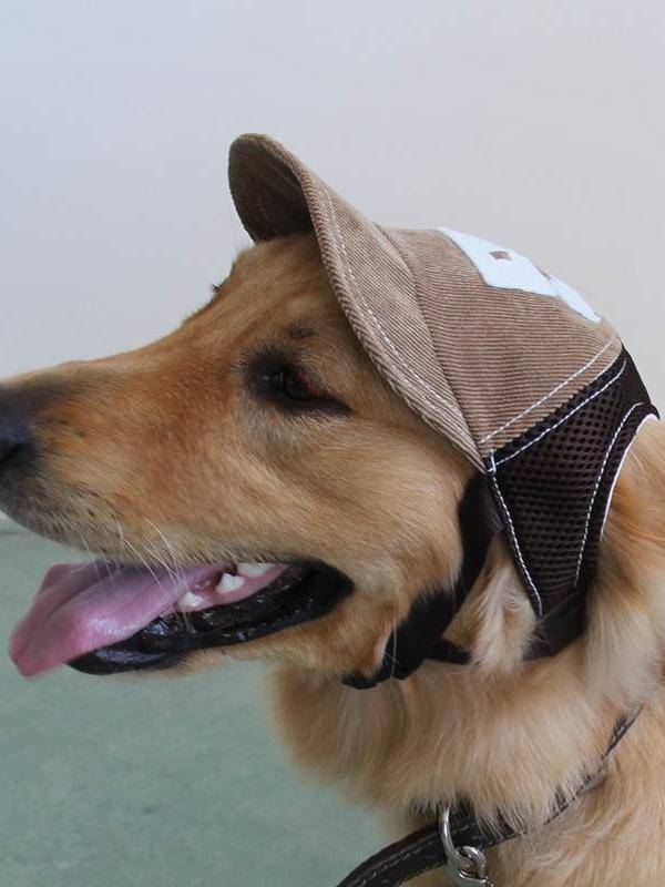 Pet hat Summer shading sun hat teddy golden hair dog baseball hat Pet products cat hat hair accessories
