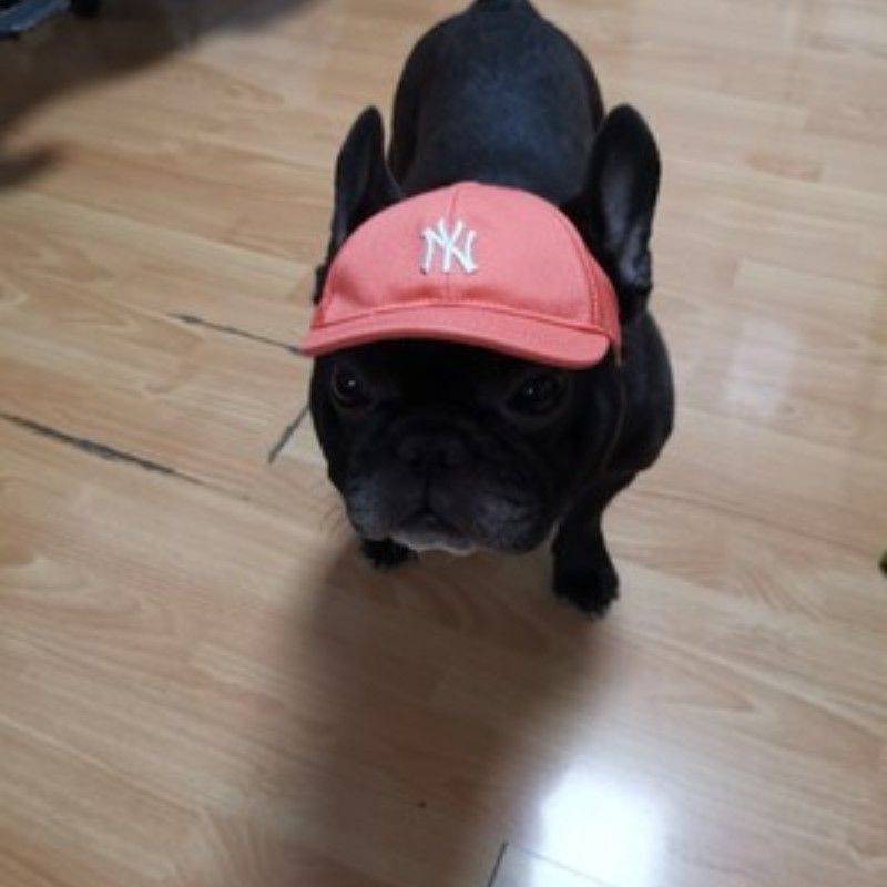 Dog hats Pet Dog Hat Small Inuyar Corki Corocydon Deloma Ear Puppy Duck Tongue Baseball