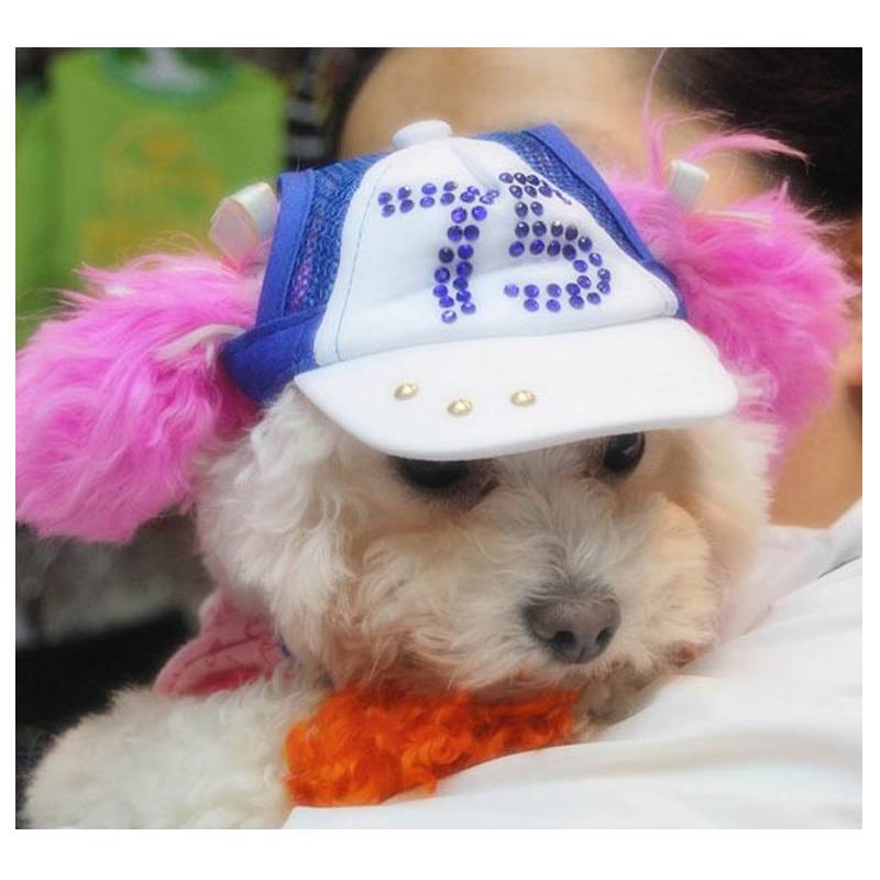 Doug's pet dog hat, Teddy's little dog