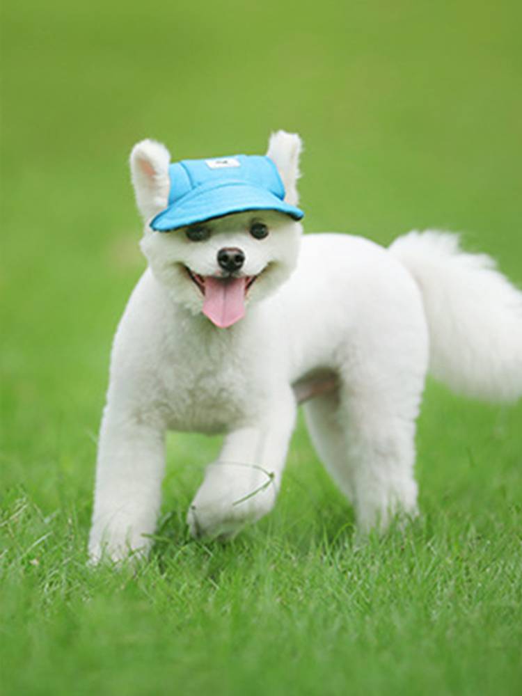 Tail -tailed Plug Pets Dog Glog, Bretar Hat Bad Dog, Dog Cat Basille Dog Muck Hat Dogs and Dog Hat