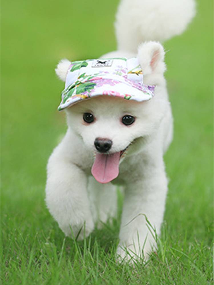 Tail -tailed Plug Pets Dog Glog, Bretar Hat Bad Dog, Dog Cat Basille Dog Muck Hat Dogs and Dog Hat