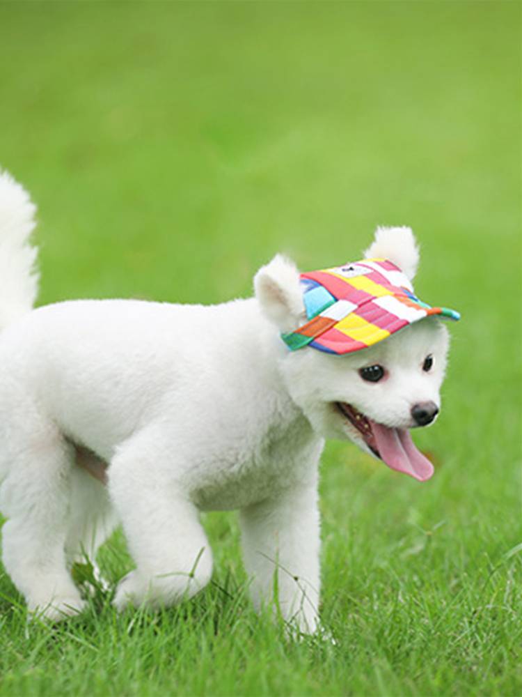 Tail -tailed Plug Pets Dog Glog, Bretar Hat Bad Dog, Dog Cat Basille Dog Muck Hat Dogs and Dog Hat