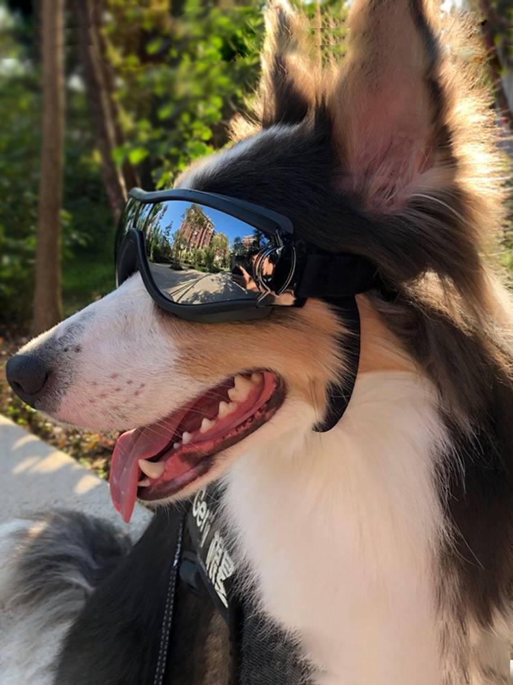 Dog sunglasses Kicidi Jinmao Dou small dog riding windproof ultraviolet pet glasses dog goggles