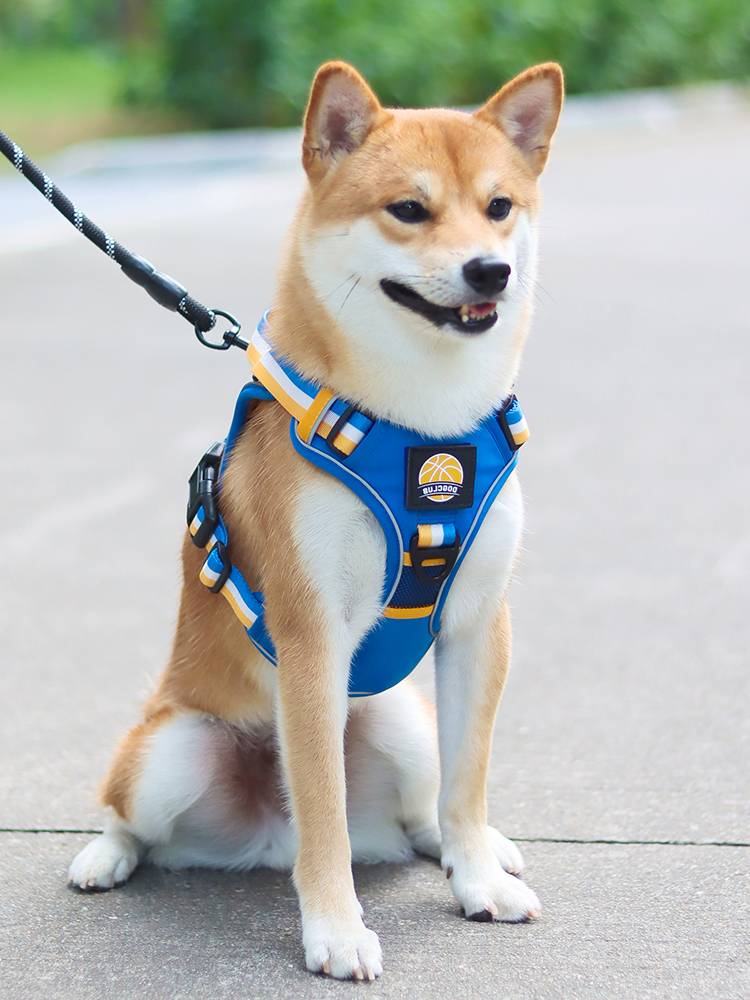Dog traction rope, large dogs and dog rope golden retypical walking dog rope dog collar Shiba Inu anti -free chest straps