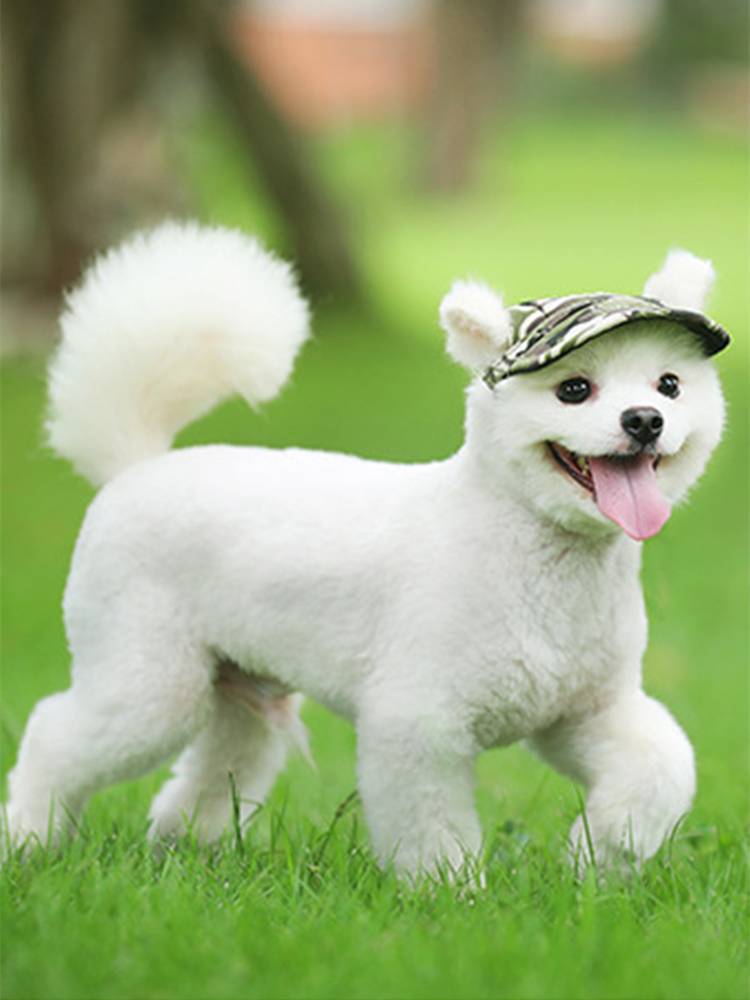 New pet baseball hat Breda hat Mushy hat exposed ears dog hat cat outdoor outdoor outdoor pet supplies