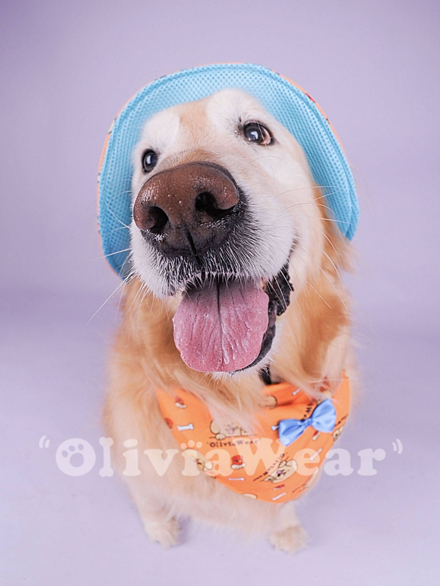 Cute Double Original Design Golden Retriever's exclusive printing fisherman hat baseball hat super large water towel pet supplies