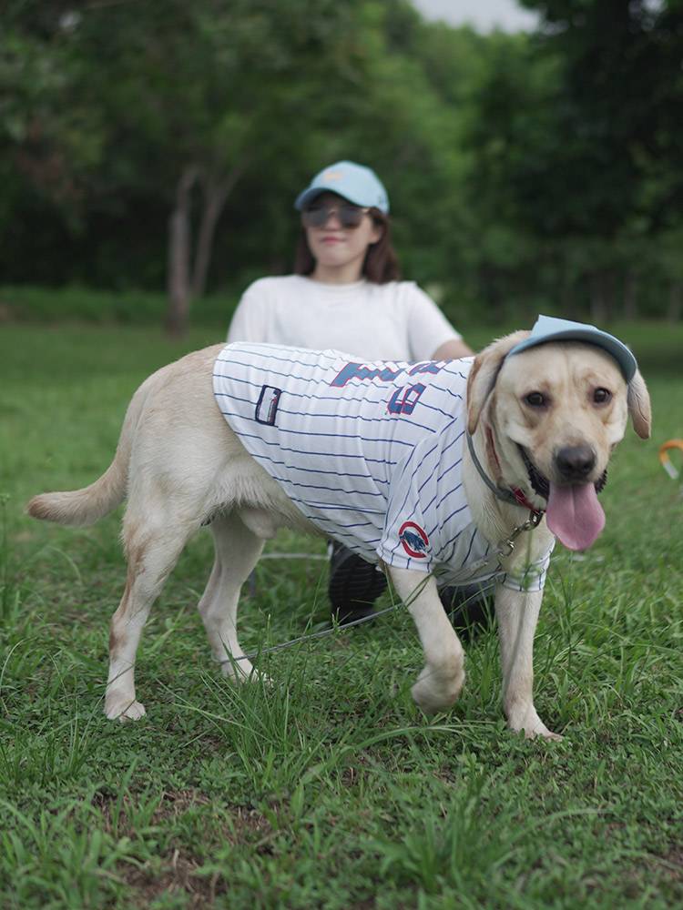 Pet small middle dog Teddy Shiba Inu golden retriever baseball uniform spring and summer breathable sports dog clothes buy 1 get 1 free