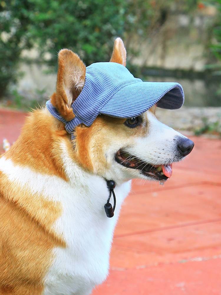 Pet dog hats shade hat in summer, special dew -ears decorative supplies, cute Corki Teddy