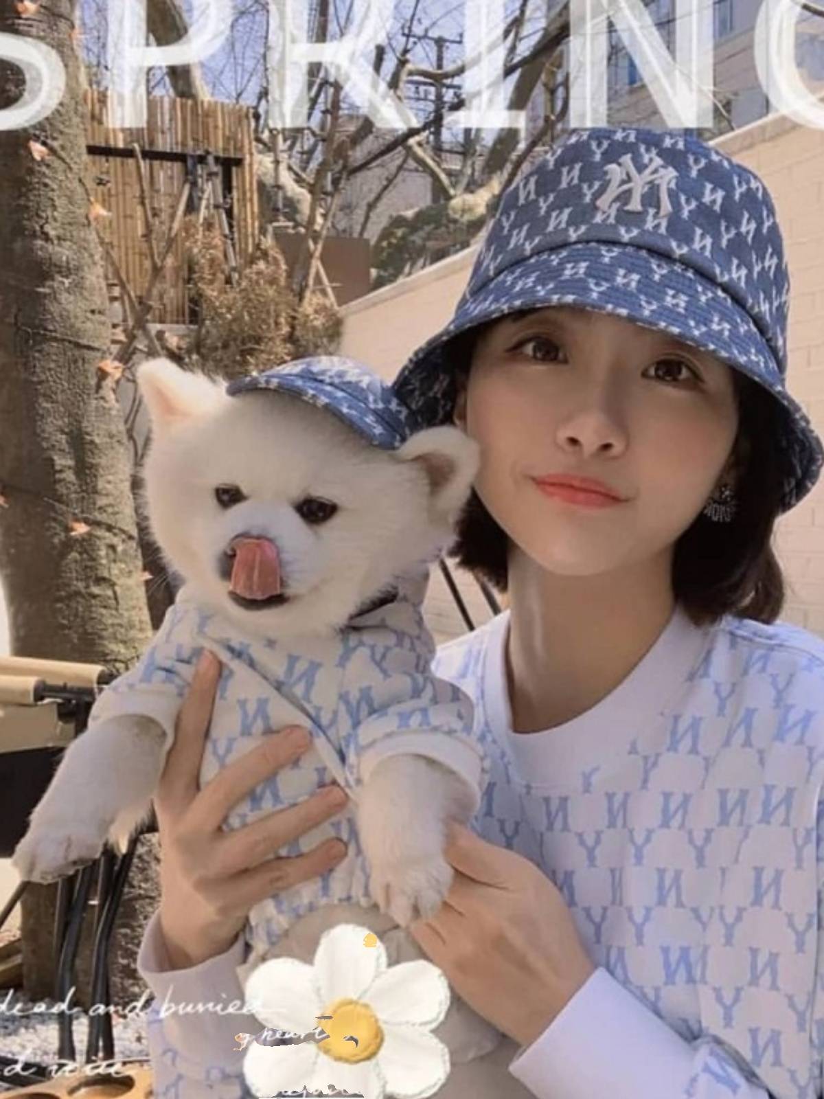 Korean pet hats, sunshields, teddy-pee-dog pets, cat hair