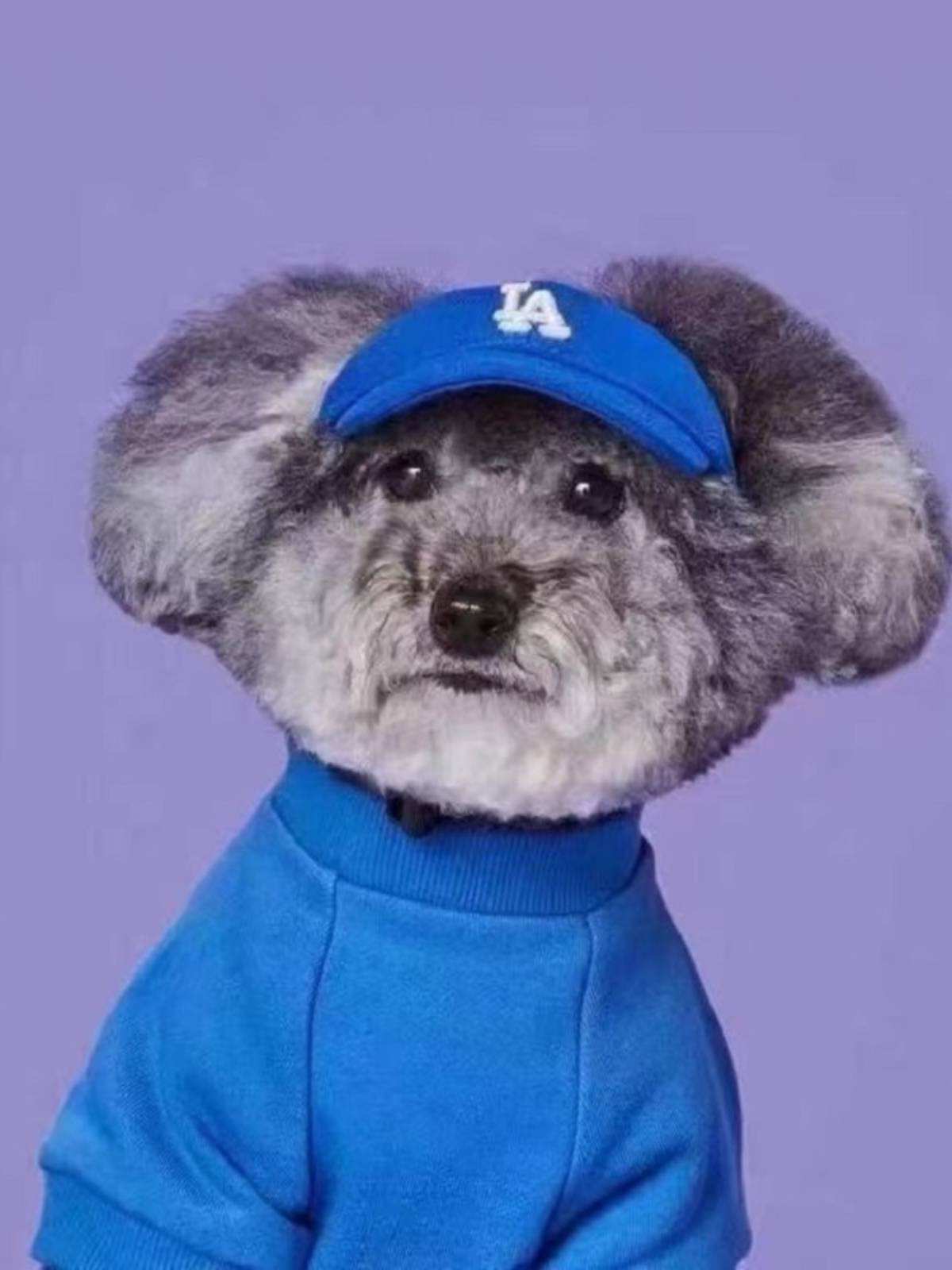 Korean pet hats, sunshields, teddy-pee-dog pets, cat hair