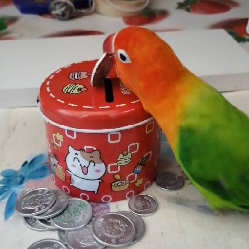 The parrot's toy is full of tiger-skinned policemen, and the little solar-intellectual props are luxurious