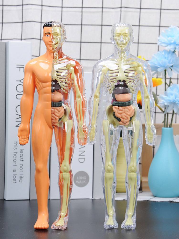Human structural model organ bone skeletal disassembly and assembly biological anatomy medicine 3D internal organs children toys