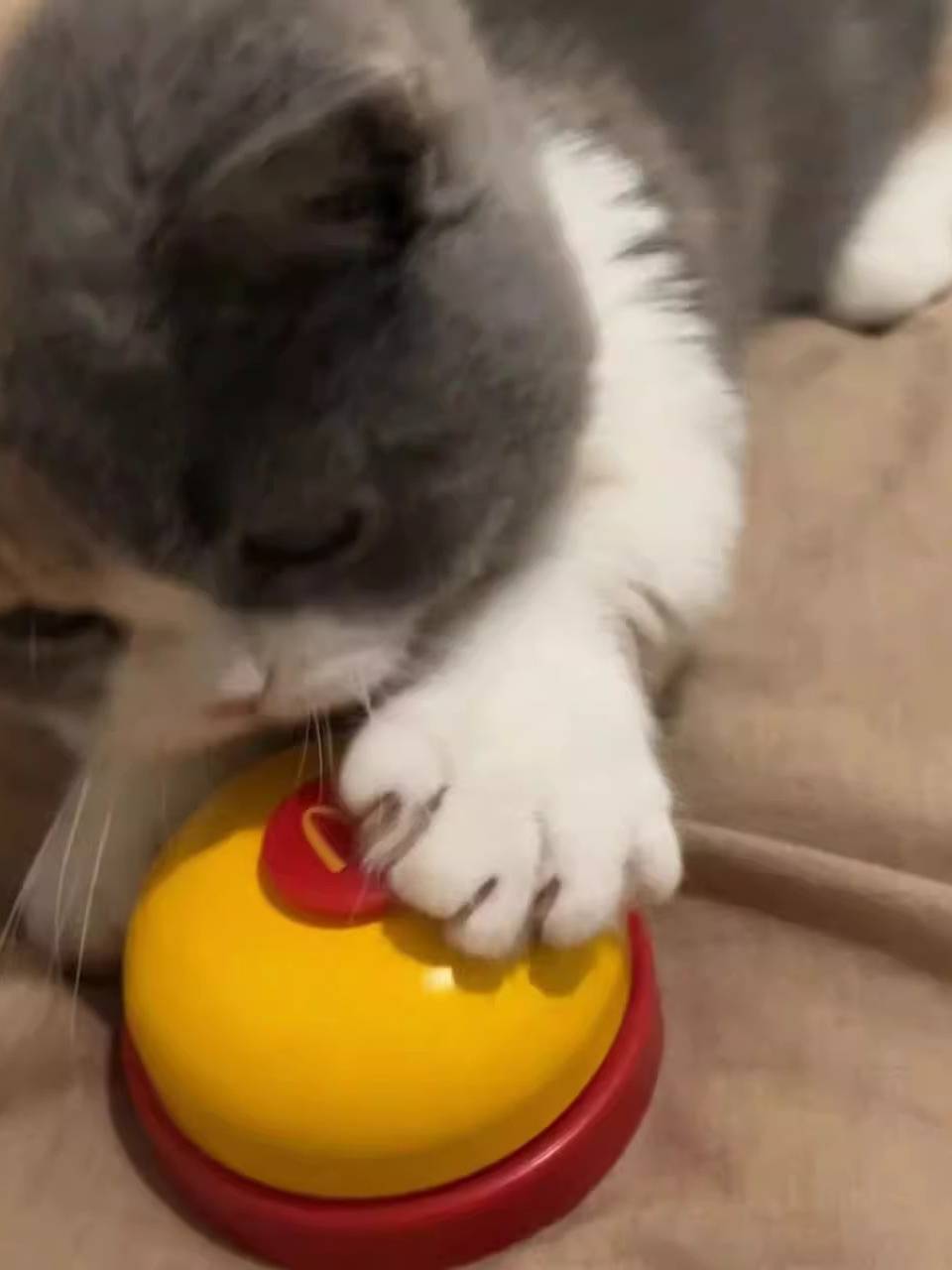 McDonald's bells ring the answering bells, tap the food table bells on the front desk, call the pets to ring the bell