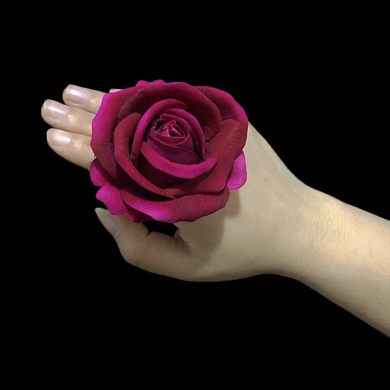 8 cm rose [rose red]