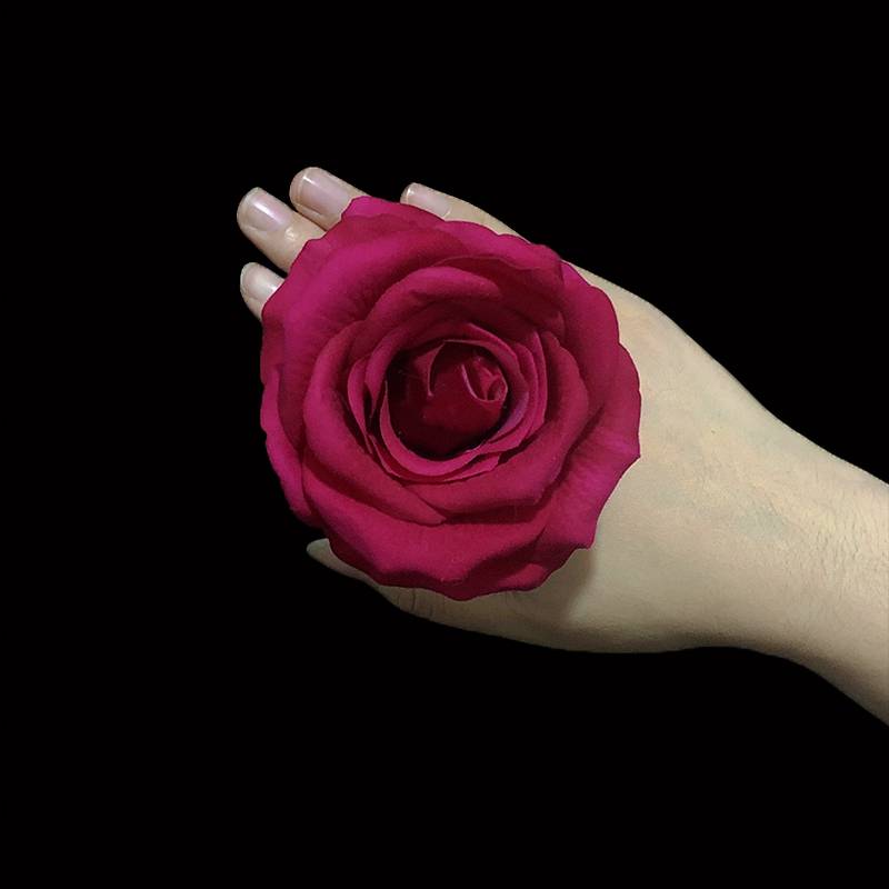 10 cm rose [Rose red]