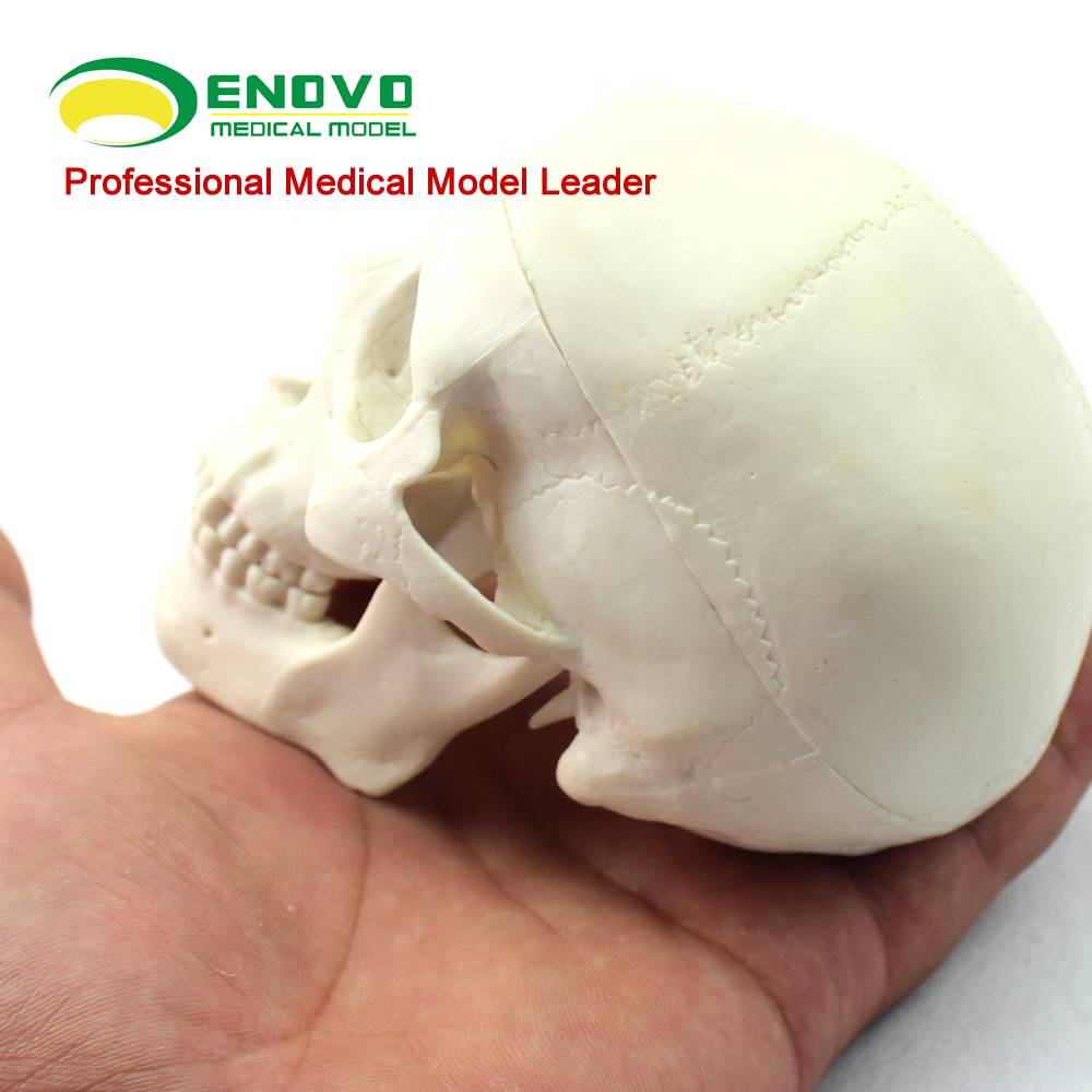 ENOVO Yinuo human mini small skull model medical art sketch can disassemble and disassemble anatomy