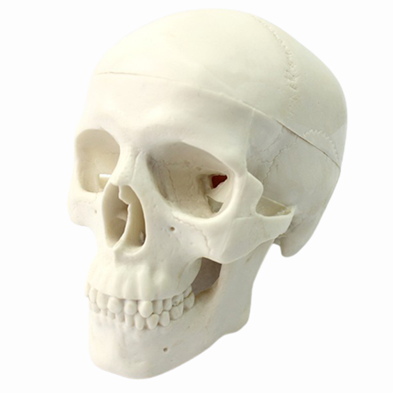 ENOVO Yinuo human mini small skull model medical art sketch can disassemble and disassemble anatomy