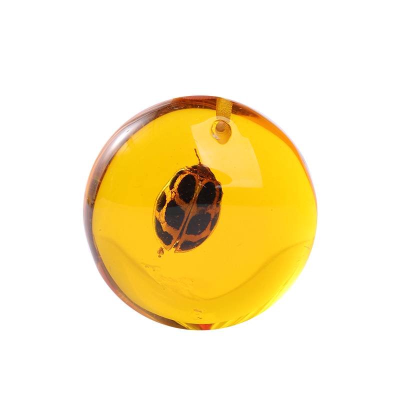 Insect amber gift bag specimen amber scorpion spider knows the wormpot gift box, the original stone children's scientific practice gift bag