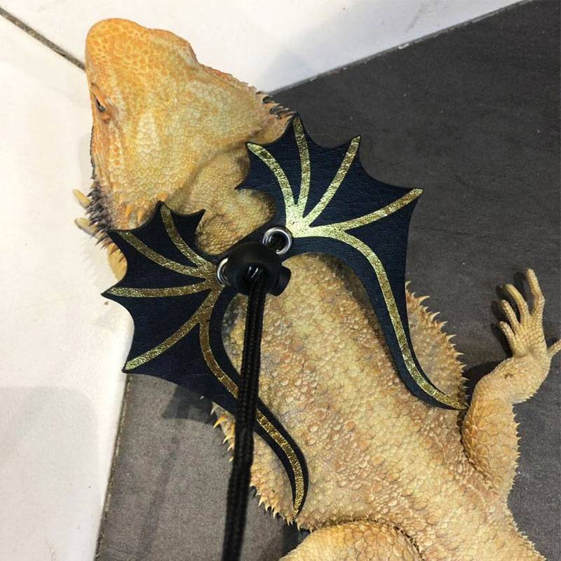 Caple Lizard Diveded Rope Lion Lizard Blue Tongue Direction Belt Big Lizard Rope Climbing Pets Lead Rope Belt