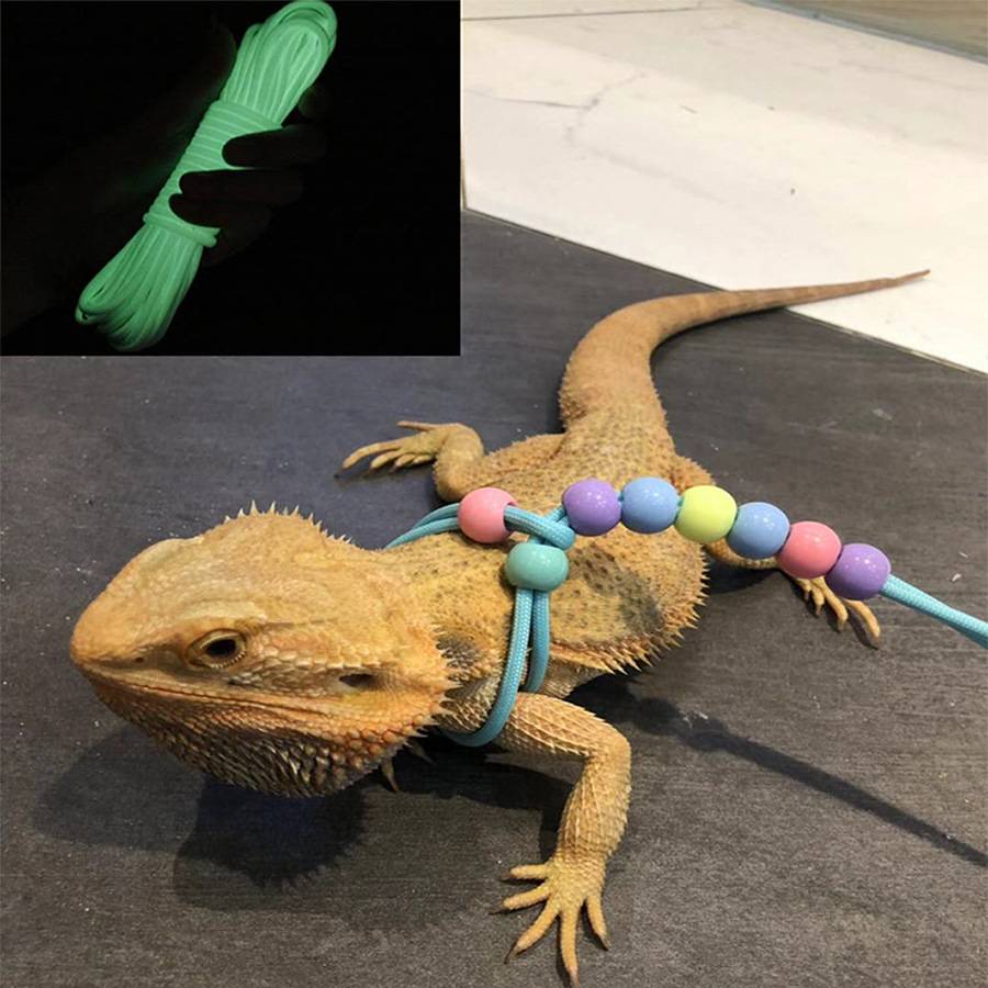 Caple Lizard Diveded Rope Lion Lizard Blue Tongue Direction Belt Big Lizard Rope Climbing Pets Lead Rope Belt