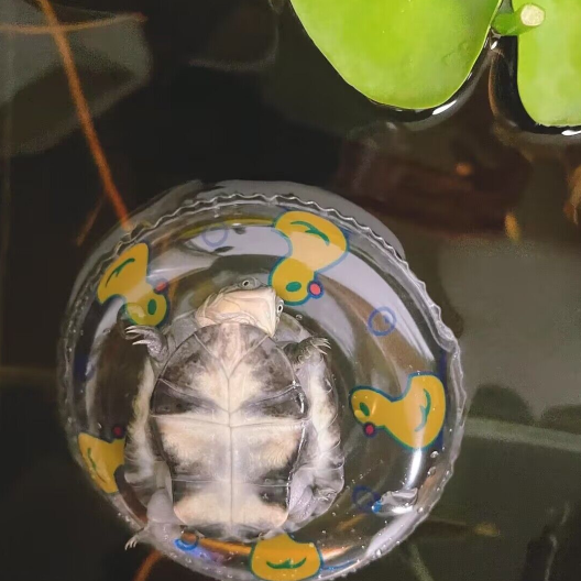 Summer West Africa Turtle Opera Waterboat Toys Mini Swimming Circle Aquarium Fish Tank Swimming Pool Floating Floor Decoration Swing