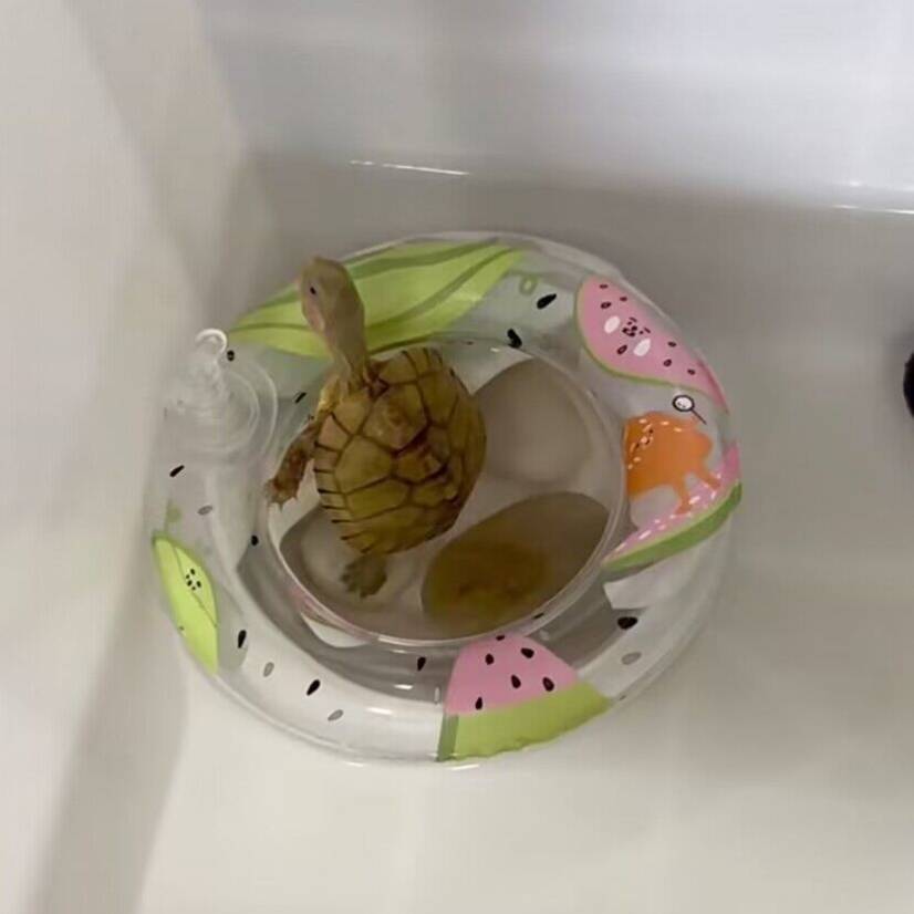 The turtle swimming circle pet small swimming circle moves the sunburn to climb the platform small climbing pet fire bird donut