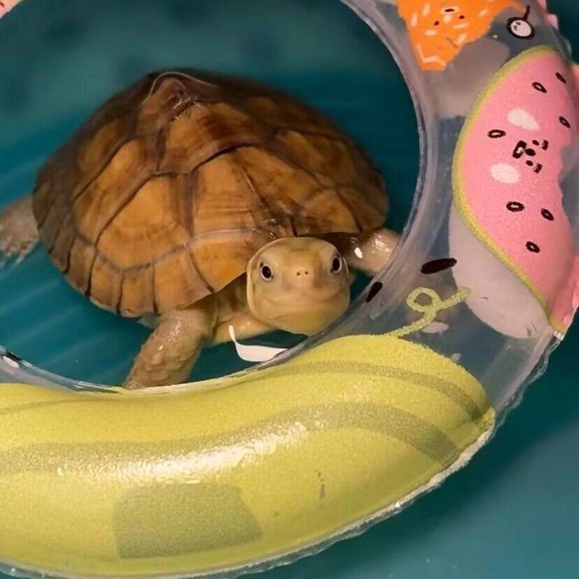 The turtle swimming circle pet small swimming circle moves the sunburn to climb the platform small climbing pet fire bird donut