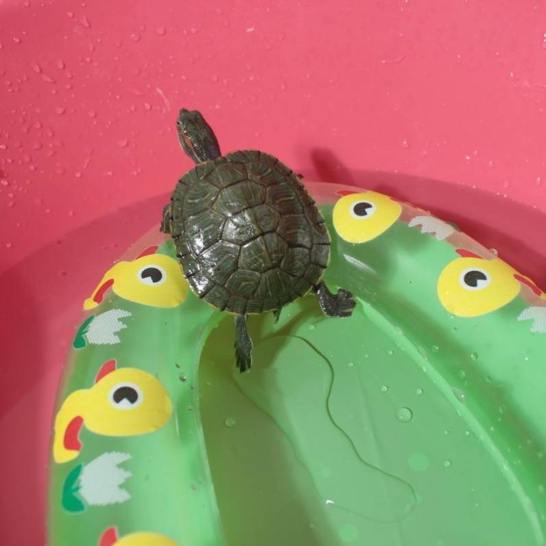 The turtle swimming circle pet small swimming circle moves the sunburn to climb the platform small climbing pet fire bird donut
