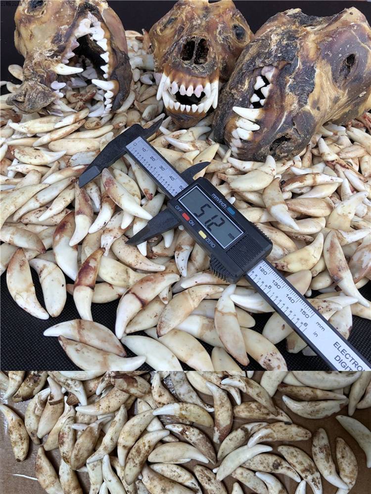 Authentic real black dog dental jewelry necklace pendant pendant male and female baby baby children wolf tooth protective bone